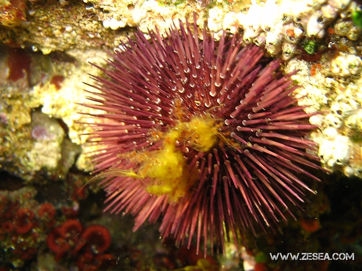photo 047.jpg - Paracentrotus lividus - Classes des Echinoidés. L'oursin commun est celui qui est consommé. Sa couleur peut varier, parfois violet ou brun. Il possede des pieds ambulacraires, sortes de petites tentacules, ce qui leur permet d'attraper des débris pour se les mettre dessus et se camoufler. 